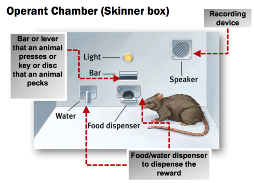 <p>The Skinner Box. They would place a rat or pigeon in a box. In one test if the animal pressed a lever they would get positive reinforcement such as food. In another test they would get negative reinforcement like an electric shock until they pressed the lever.</p>