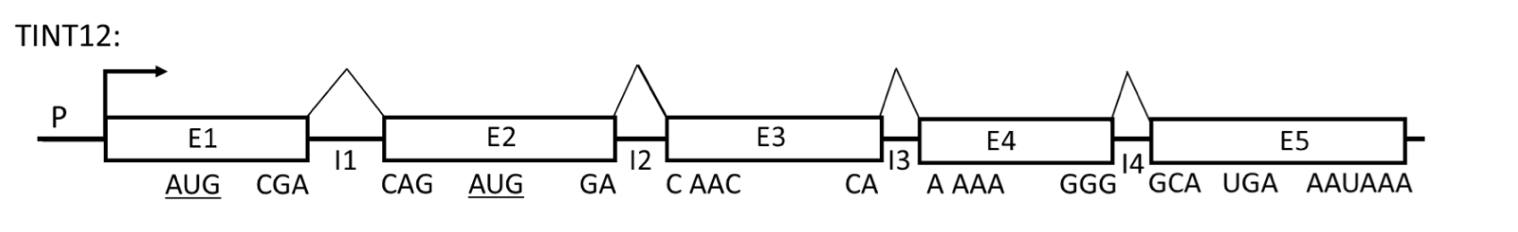 <p>Refer to the figure below of a hypothetical gene (TINT12) to answer the following 4 questions.</p><p>Promoter is P; E1, E2, E3, E4 and E5 are exons; I1, I2, I3 and I4 are introns (<strong>the components are not drawn to scale</strong>). The positions of the codons at each exon/intron junction in the reading frame established by the&nbsp;<u>AUG</u>&nbsp;codon in E1 (AUG-E1) are indicated below each exon. A codon encoding Met in the second exon (AUG-E2) is in the same reading frame as AUG-E1. The stop codon and the poly(A) signal are indicated.</p><p>In normal cells,&nbsp; E1E2E3E4E5 mRNA is not very abundant even though the promoter is very efficient. E1E2E3E4E5 mRNA has a half life of only 30 minutes. 90% of the protein produced from E1E2E3E4E5 mRNA has an N-terminal Met encoded by AUGE1. 10% of the protein produced from E1E2E3E4E5 mRNA has an N-terminal Met encoded by AUGE2.&nbsp;</p><p>As a reminder, the optimal Kozak sequence is (gcc)RccAUGG, where R is a purine (A or G) at the -3 position relative to the AUG start codon, and G is highly favored at the +4 position while the optimal 5’-end of an intron sequence is 5’GU (donor site) and the 3’-end is 5’AG (acceptor site).</p><p><span style="font-family: Arial, sans-serif">A mutant version of TINT12 (mut2) has a complete deletion of E2. From the list below please select the exon(s) you would have to “skip” to generate an internally truncated, but potentially in-frame functional protein?</span></p>