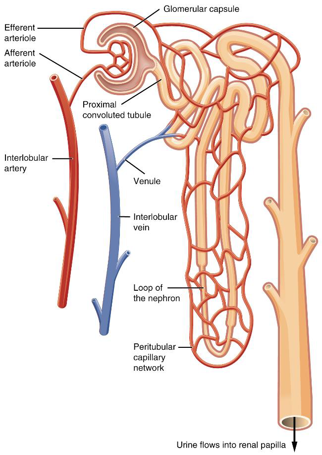 <p>A glomerulust, mely egy nagy felszínű kapillárisgomolyag, egy odavezető (afferens) arteriola táplálja, s egy elvezető (efferens) arteriola hagyja el. Az elvezető arteriola lumene szűkebb, ellenállása nagyobb, így a glomeruluson folyadék lép ki, ez a filtrátum vagy szűrlet.</p>