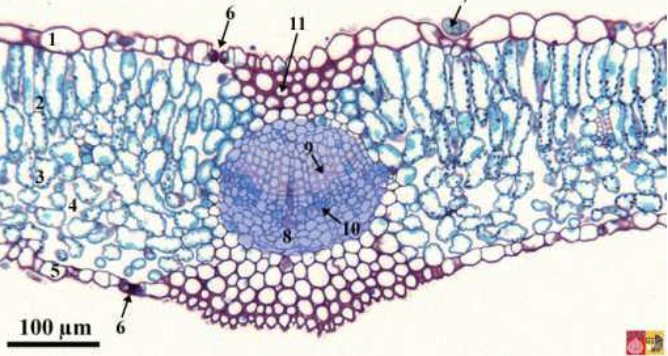 <p>vascular bundle of xylem and phloem, form a network of movement of water, solutes, and photosynthetic products throughout the mesophyll</p>
