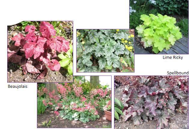 -flowers not as prominent
-not green
-not as furry