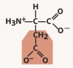 polar acidic, negative charged R group
