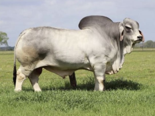 <p>What is the scientific name for cattle w/ hump?</p>