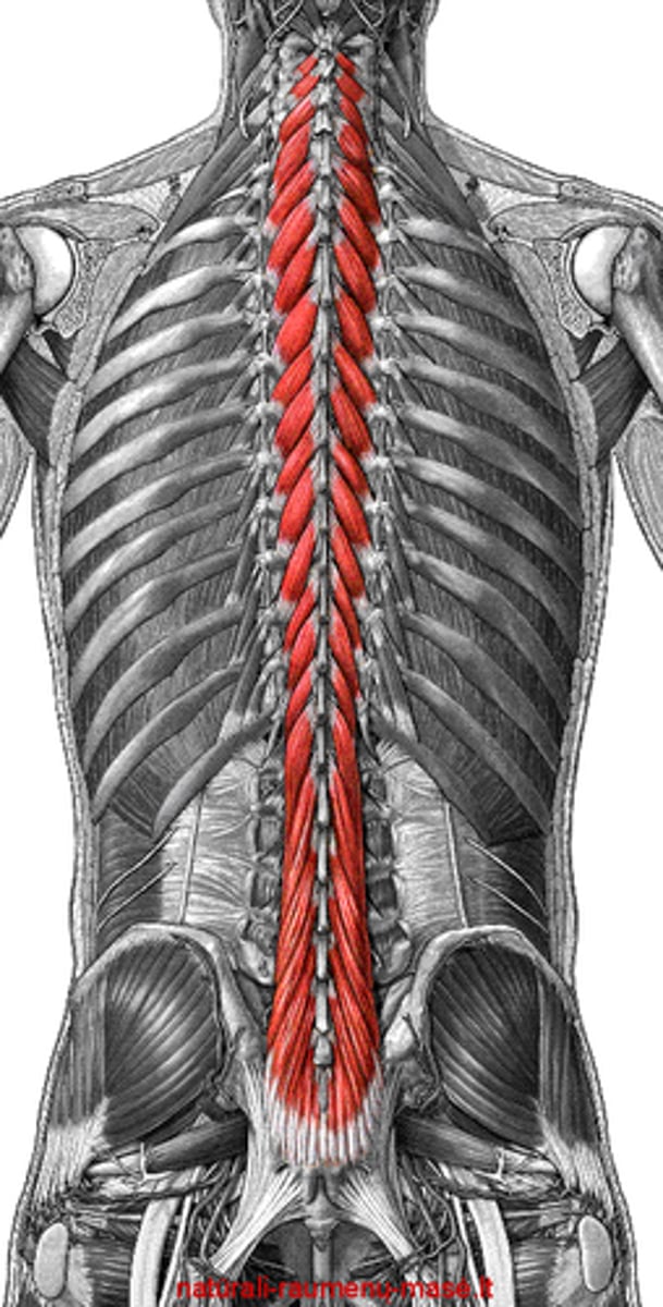 <p>- triangular and covers 2 vertebrae at once</p><p>- support</p>