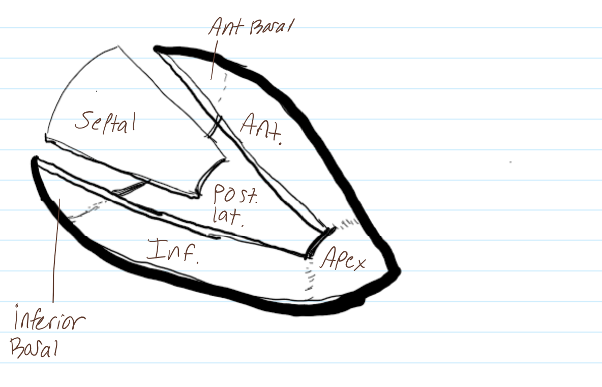 <p>What vessel can be viewed on the anterior side of the heart</p>