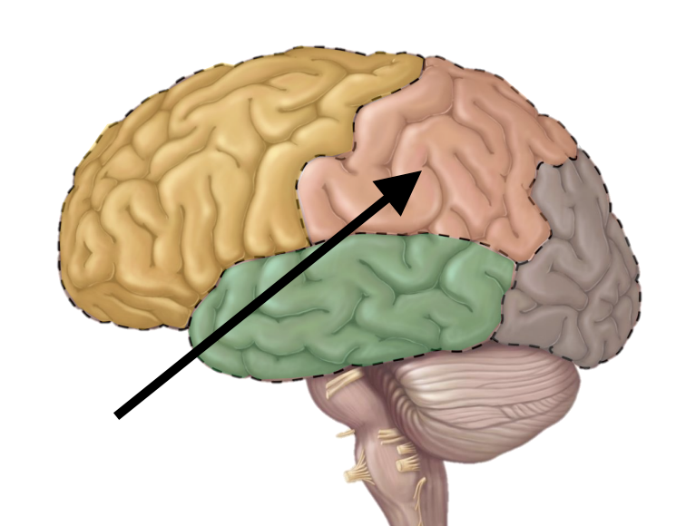 <p>Name the lobe</p>