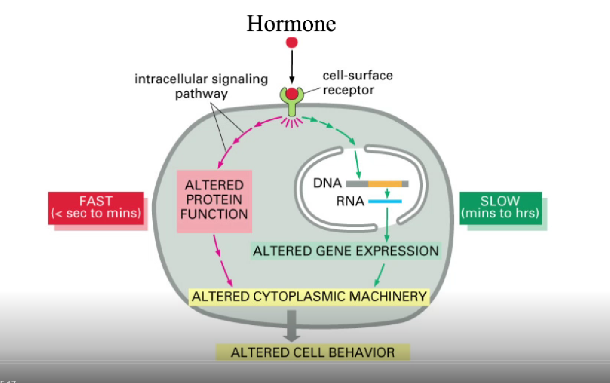<ul><li><p>quick: modification of something (protein) already present in cell</p><ul><li><p>usually phosphorylating it</p></li></ul></li><li><p>slow: needs DNA</p></li></ul><p></p>