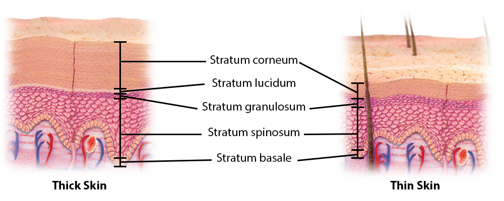 <p>Thin skin (four layers of keratinocytes) and thick skin (five layers of keratinocytes).</p>