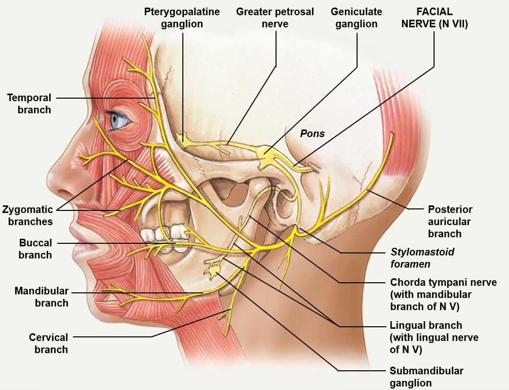 <p>Carries both sensory and motor information (mixed) and leaves the cranium via the stylomastoid foramen</p><p>Carries sensory information concerning taste from the anterior 2/3 of the tongue, specifically from taste receptors which send information to the chorda tympani</p><p>The facial nerve sends motor (somatic) information to the muscles of the facial expression</p><p>The facial nerve sends motor (visceral) information to the sublingual and submandibular glands</p>