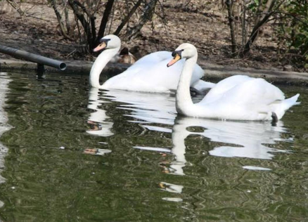 <p>Swan </p>