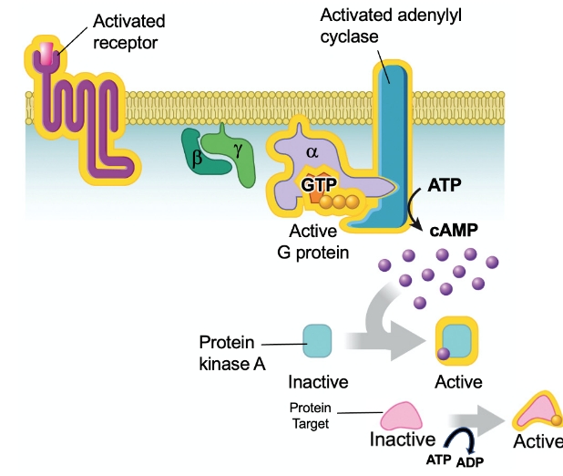 <p>Where in this pathway would a phosphatase act to terminate the actions of a kinase?</p>