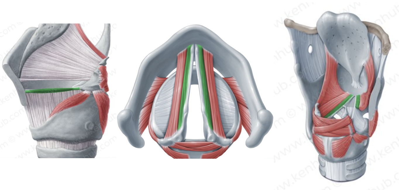 <p>name this laryngeal muscle</p>