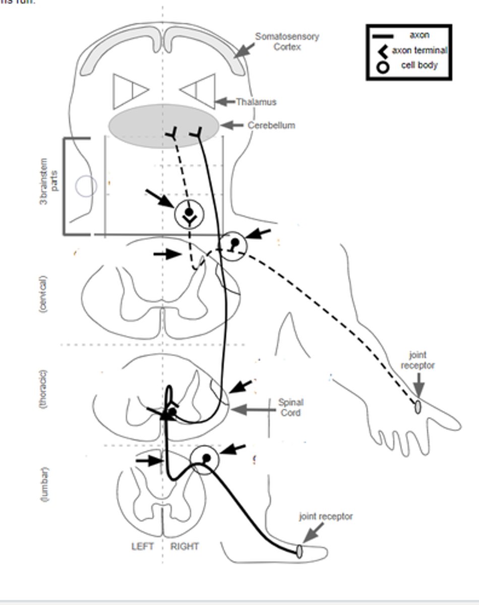 <p>describe pathway of unconscious proprioception from hand</p>