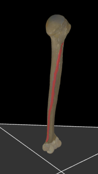<p>De mediale rand van de humerus.</p>