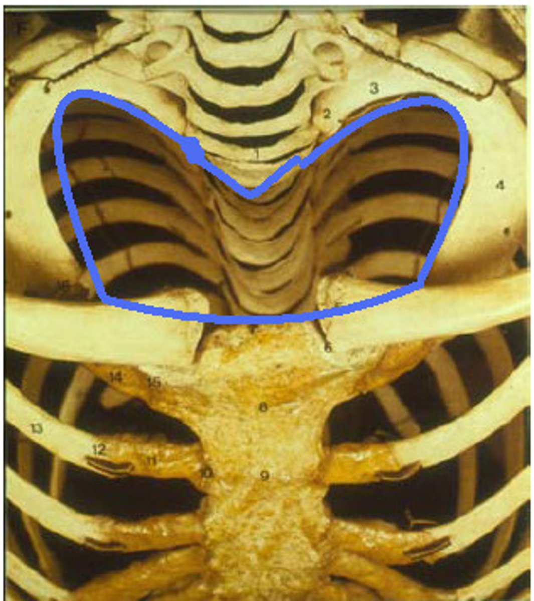 <p>Opening at the top of the thoracic cavity.</p>