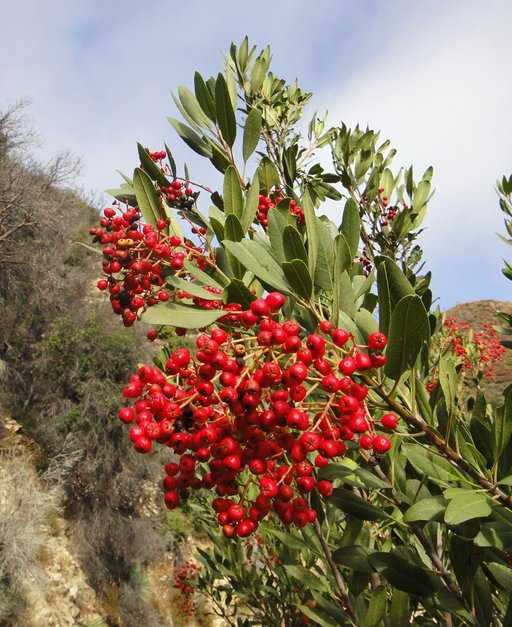 <p><u>Heteromeles arbutifolia</u>, Rosaceae</p>