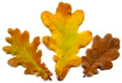 <p><span><strong>Krátký řapík</strong></span></p>