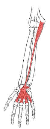<p>Palmaris Longus</p>
