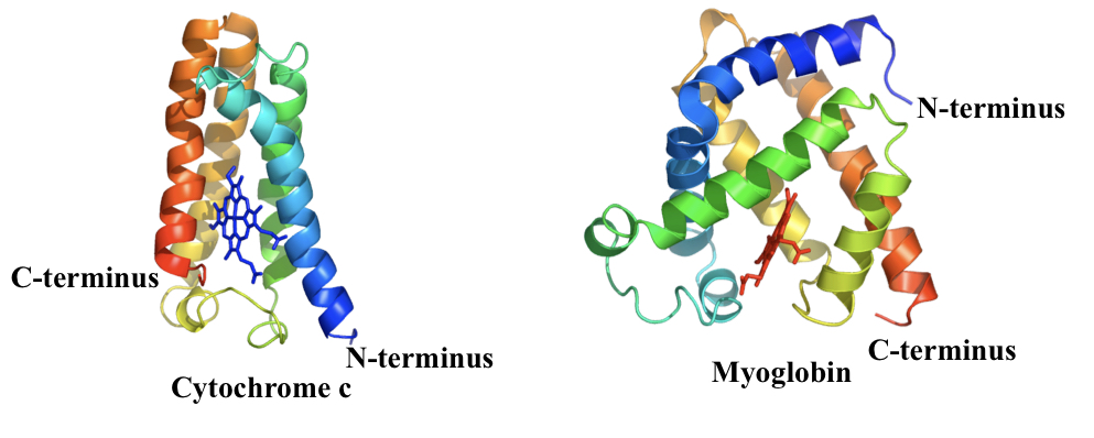 Motif found in proteins that bind to haem (electron and oxygen carrier). E.g. cytochrome c and myoglobin. 
