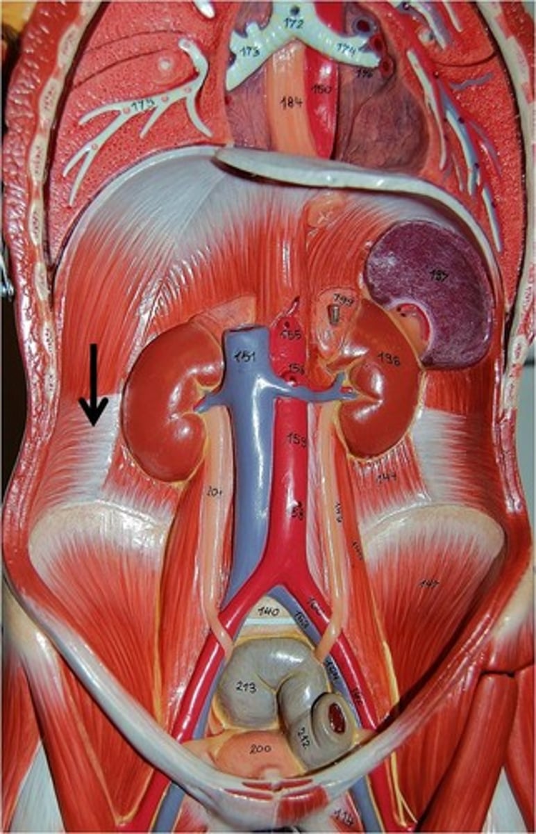 <p>Constricts abdomen and supports abdominal viscera</p>