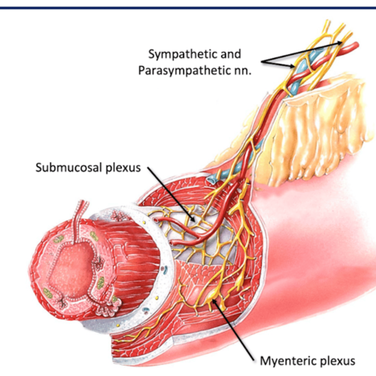 <p>Where: Submucosa (connective tissue layer deep to mucous membrane)</p><p>For: mucosal glands </p><p>--secrete mucosa and digestive chemicals in lumen of GI tract</p>