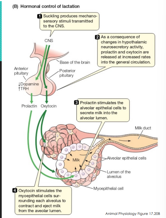 <p> Positive feedback mechanism </p><p>     • Suckling increases prolactin and oxytocin secretion </p><p> Prolactin stimulates milk secretion, while oxytocin causes milk let-down </p><p> When not pregnant, dopamine inhibits lactation</p><p>  When lactating, GnRH release is suppressed </p><p>       • Lactation anestrus/anovulation</p>