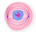 <ul><li><p><span>Nuclear membrane disintegrates</span></p></li><li><p><span>Sister chromatids align along metaphase plate with aid of spindle fibers attached to the kinetochore of the centromeric region</span></p></li></ul>