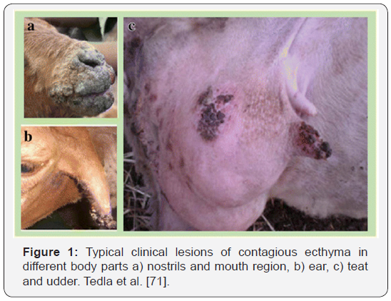 <p>Contagious Ecthyma </p><ul><li><p><strong>Caused </strong>by Genus Parapoxvirus</p></li><li><p><strong>Species</strong>: Mainly sheep and goat, humans. <span style="color: green;">Zoonotic</span>.</p></li><li><p><strong>Transmission</strong>: direct contact through superficial skin wounds (like cracked lips on sheep), wool, objects (bucket ex.)</p></li><li><p>IP: 2-3 days </p></li><li><p><strong>CS</strong>: <span style="color: blue;">painful pustules and scabs on lips, mouth, muzzle, eyelids, ears, feeth and perineum</span> (may range from hyperemia + small pustules to more extensive lesions)</p><ul><li><p>can cause anorexia, starvation, lameness</p></li><li><p>secondary bacterial infections possible, lesions may go to internal organs</p></li><li><p>Can resolve spontaneously, mortality is generally low, death occur from secondary infections or failure to nurse. </p></li></ul></li><li><p><strong>Diagnosis</strong>: CS, skin samples, PCR, Electron microscopy of crust, biopsy</p></li><li><p><strong>Treatment/prevention</strong>: supportive care, vaccine, very resistant to environment. </p></li></ul><p><em>FMD and bluetongue infection - considered as Diff DX if high morbidity and cs incl. salivation, lameness + fever. </em></p>