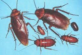 <p>Literally just roaches and termites figure it out (Google says&nbsp;<span><span>a flattened, oval body; a large pronotum that shields the head from above; long, filiform antennae; and chewing mouthparts), Class Insecta REMEMBER: BLATTODEA is the order. Roaches are BLATTIDAE</span></span></p>