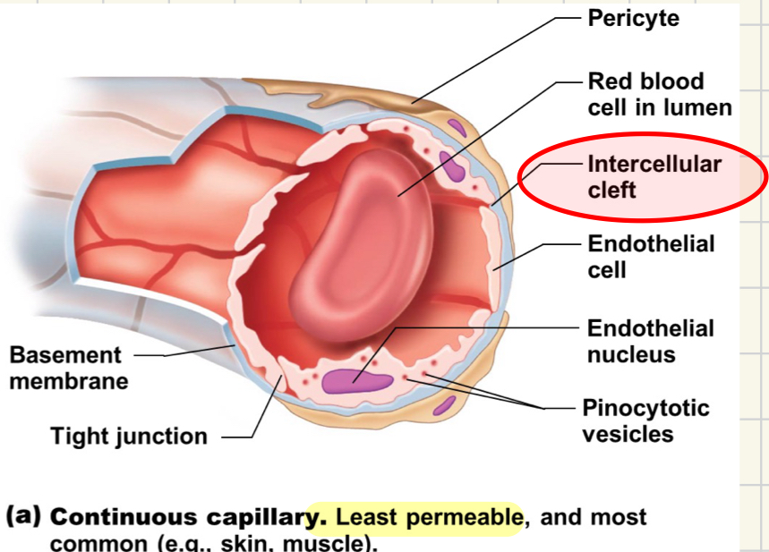 <ul><li><p><strong><mark data-color="yellow">least permeable</mark></strong></p></li><li><p>most common and @ most organs</p></li><li><p>epithelial cells join by tight junctions</p></li><li><p>intercellular clefts allows little permeability</p></li></ul>