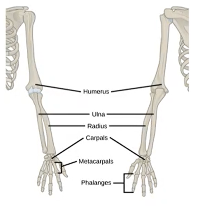 <p>Characteristics of the upper limb</p>