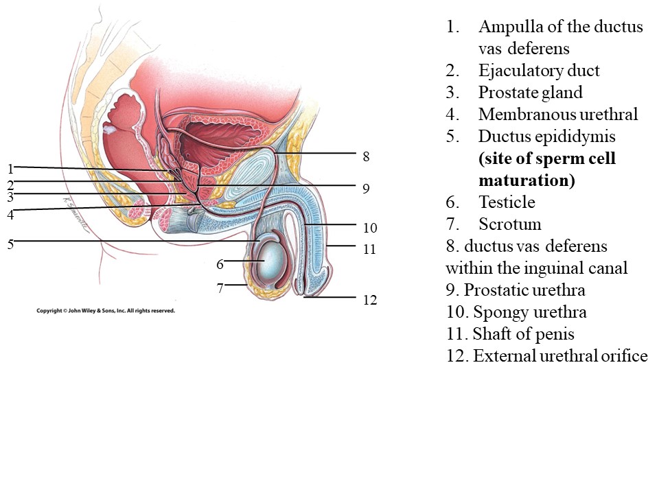 <ol><li><p>Ampulla of the ductus vas deferens</p></li></ol>