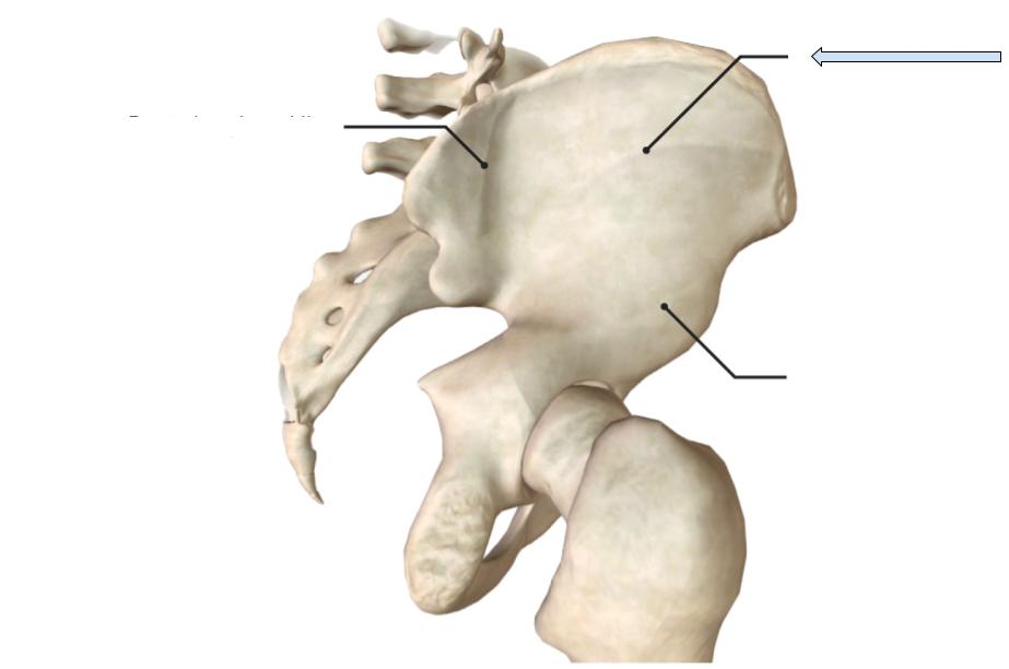 <p>Line on the gluteal fossa that is more anterior, also superior to inferior line</p>
