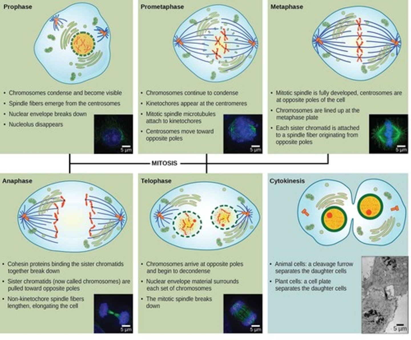 <p>Cell division resulting in two identical daughter cells.</p>