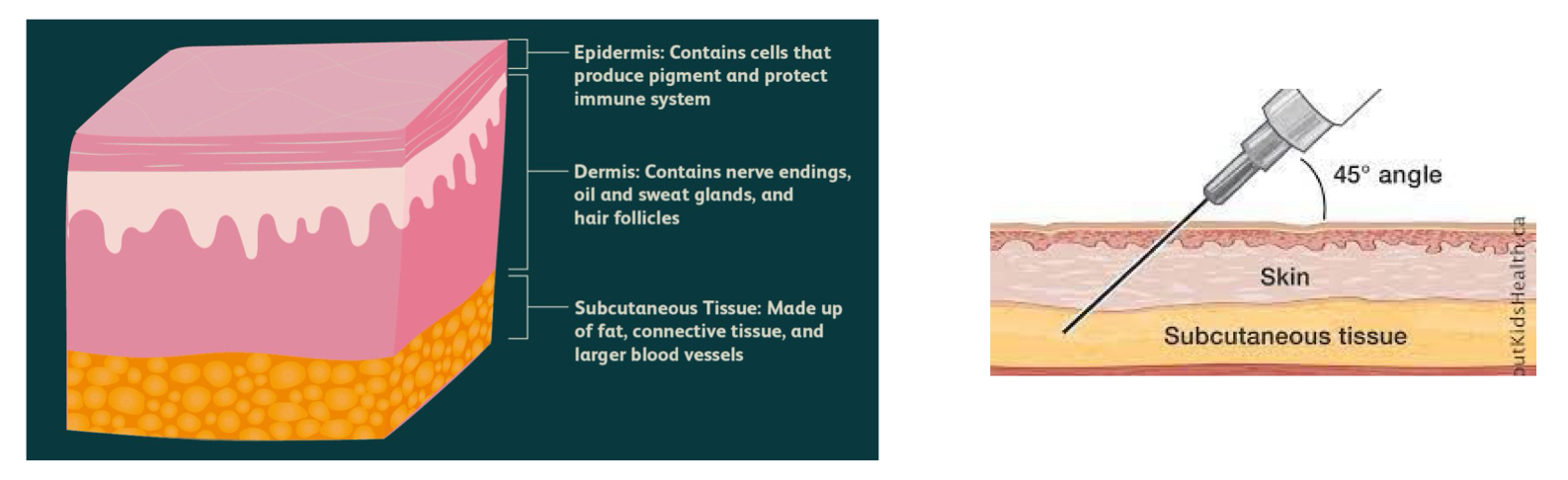<ul><li><p>connective tissue</p></li><li><p>composed of adipose tissue (fatty layer) and larger blood vessels</p></li><li><p>subcutaneous injection site</p></li><li><p>third layer of skin</p></li></ul><p></p>