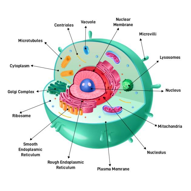 eukaryotic cell, enclosed by a plasma membrane and containing a membrane-bound nucleus and organelles; does not have cell wall