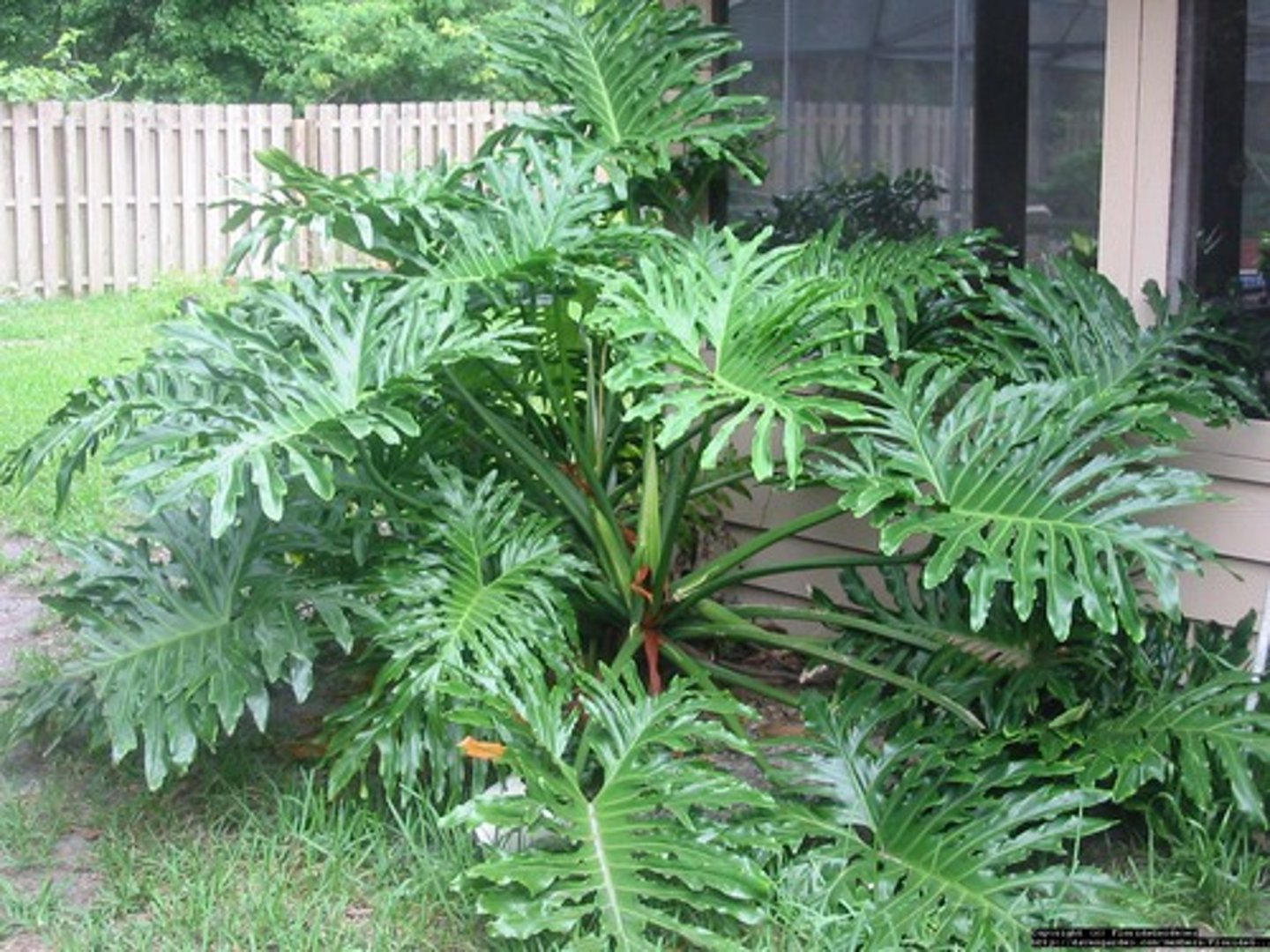 <p>Tree Philodendron</p>