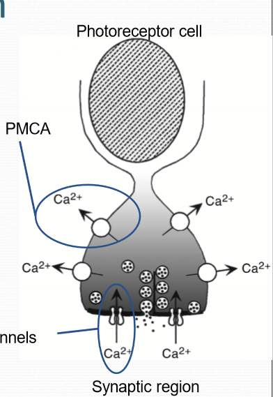 <p>Depolarized state (dark) allows Ca to flow into the cell. Hyperpolarized cell (illuminated) closes the channel.</p>