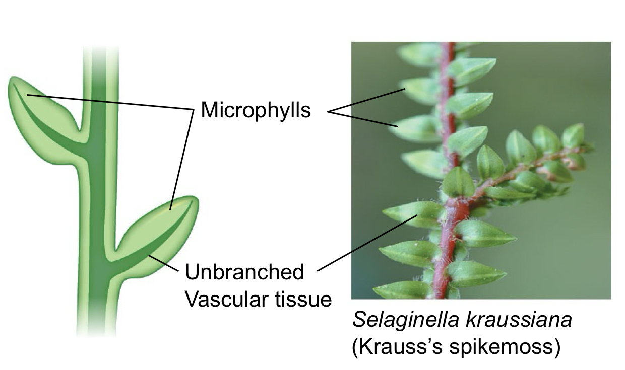 <p>Leaves with a single-unbranched vein; branching only occurs at shoot tip</p>