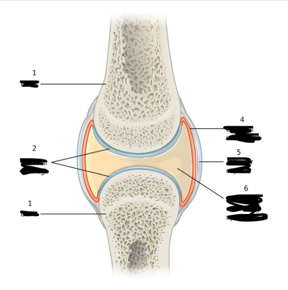 <p>articular capsule</p>