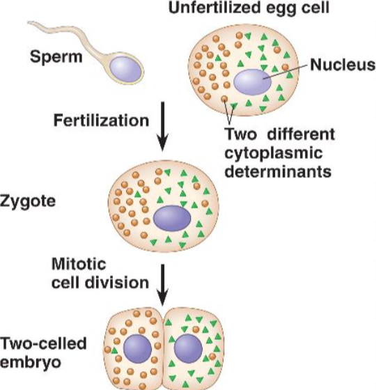 <p>mRNA and proteins (including transcription factors) from the maternal egg cytoplasm that direct early animal development</p><p>unequally distributed in the cytoplasm of an egg cell</p><p>when a sperm fertilizes an egg. it forms zygote</p><p>as the zygote divides, daughter cells receive different cytoplasmic contents, which means each nucleus is exposed to different cytoplasmic determinants, and that leads to different patterns of gene expression</p>