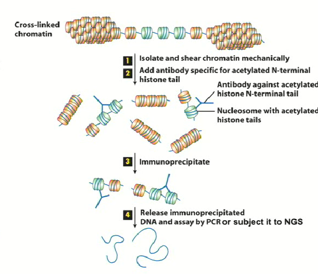 <ul><li><p>ChIP (Chromatin Immunoprecipitation)</p></li><li><p>We can get a genome wide representation of where these marks are occuring.<strong> By using reversible crosslinking agents, proteins bound to chromatin can be isolated using antibodies and the sequence of the bound DNA can be determined</strong><br>1. Using known primers if you want to know whether a specific gene is affected</p></li><li><p>By using NGS (next generation sequencing) the entire genome can be analyzed to determine what regions of the genome are being affected</p></li></ul><p></p>