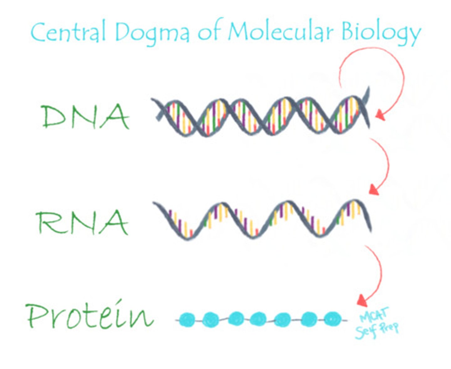<p>DNA makes RNA, which makes protein.</p>