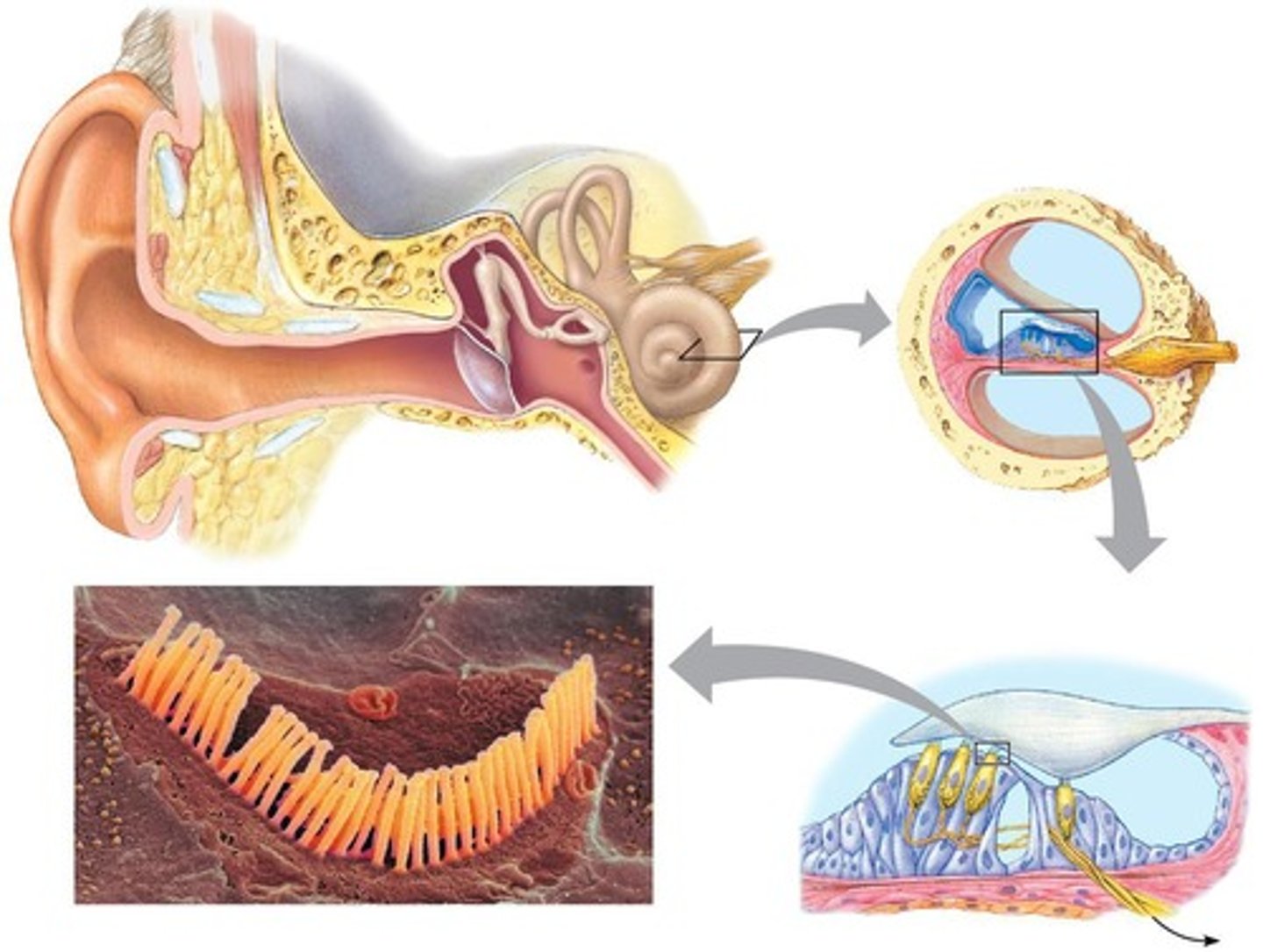 <p>Inner ear structure for sound processing.</p>