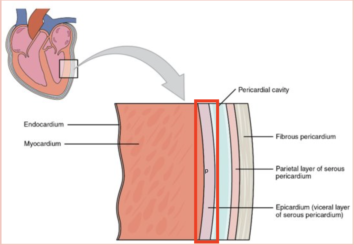 <p>innermost layer of the heart wall layer </p>