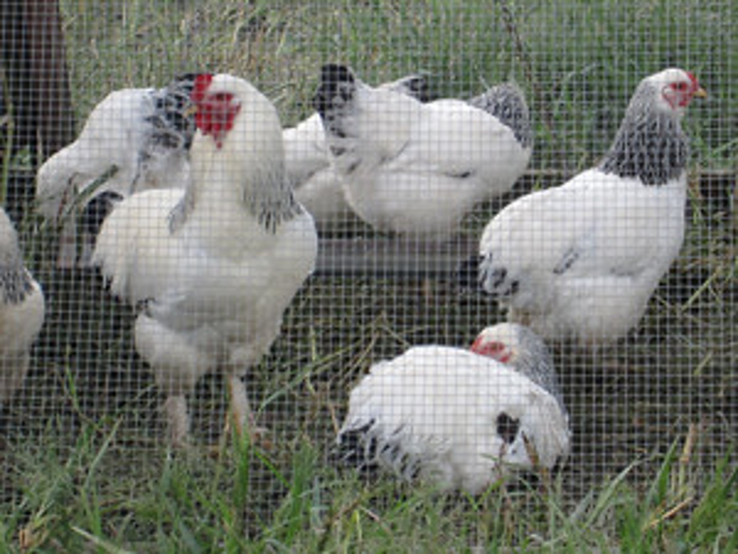 <p>(n) gia cầm</p>