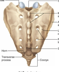 <p>what vertebrae is this</p>