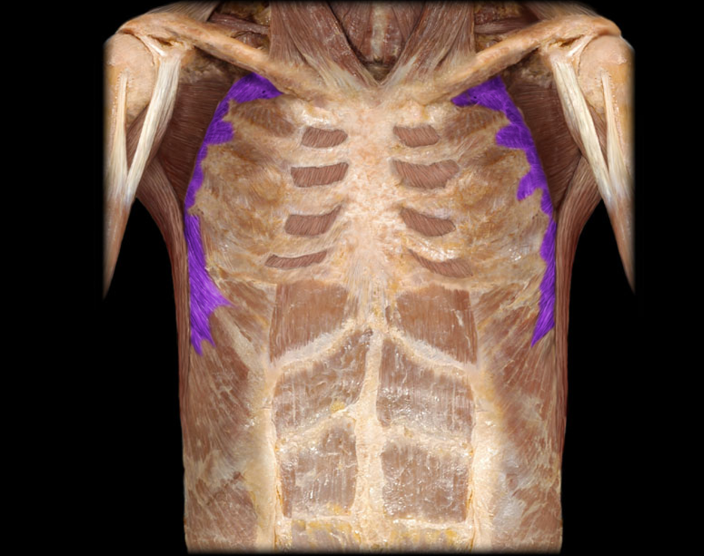 <p>Serratus anterior</p>