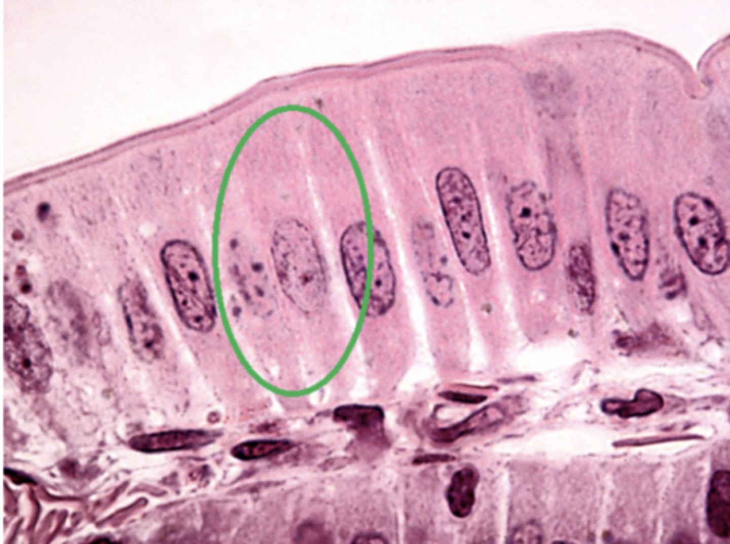 <p>Which of the four major tissue types is presented in the following image of the small intestine:</p>