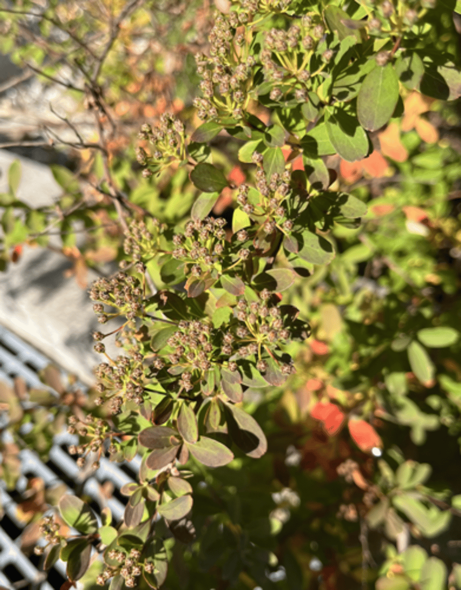 <p>more linear leaf w serrate on tip, more blue, pointy infructescence, long and spiky</p>